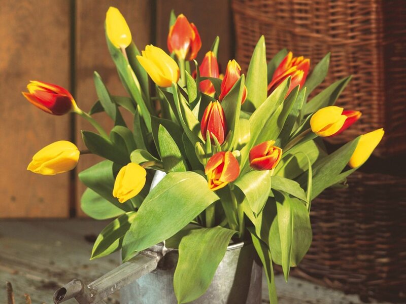 Tulips in a Bucket — Yellow