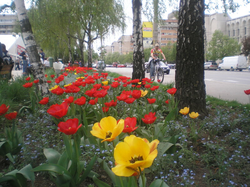 Tulips in a city park