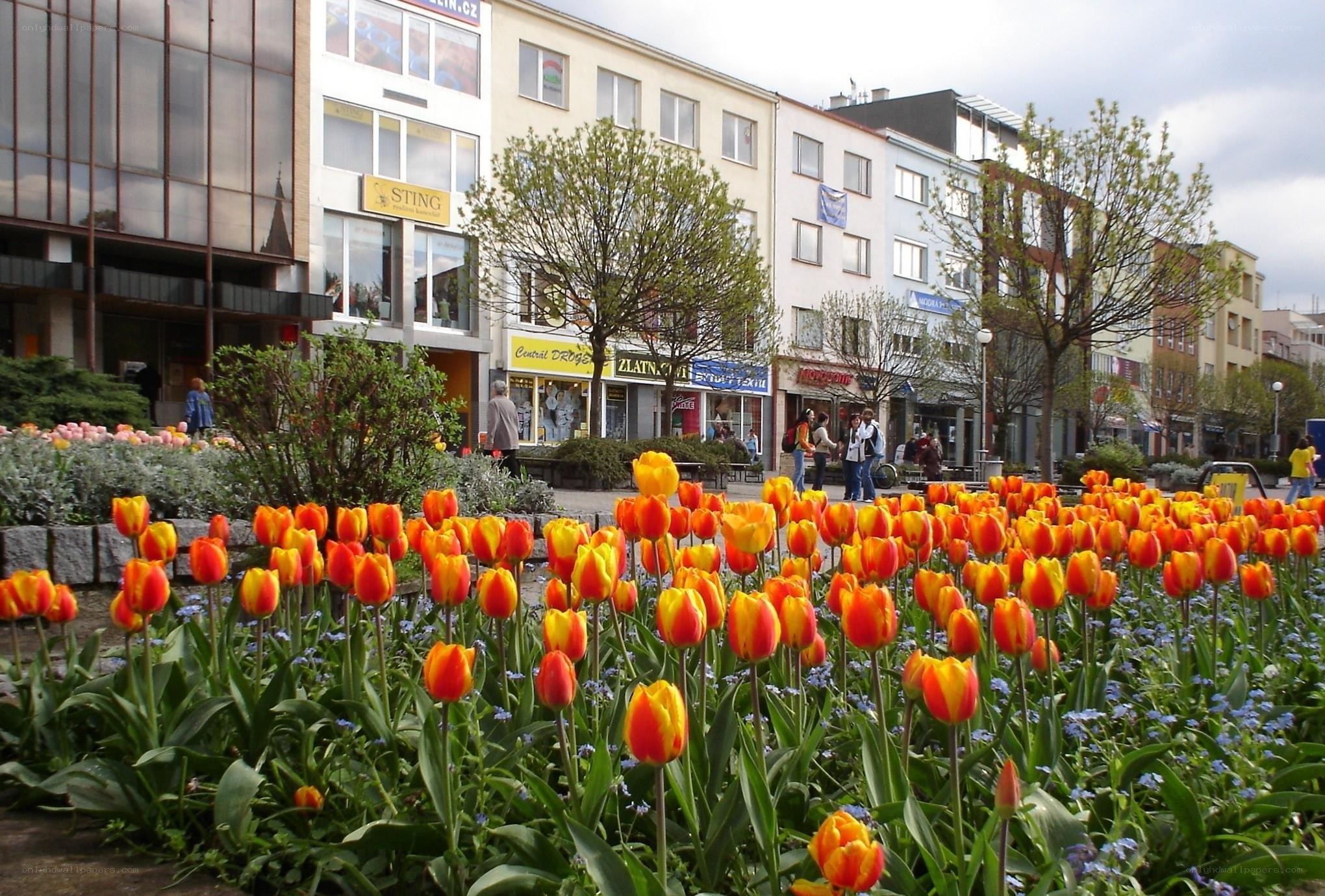 Tulips in a city square