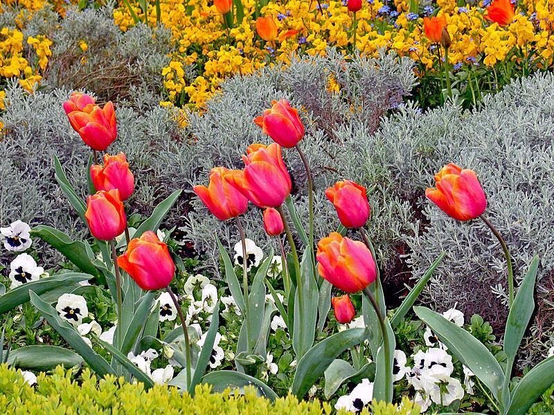 Tulips in a colorful garden