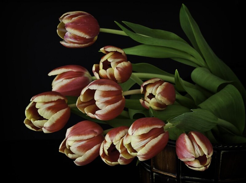 Tulips in a dark setting