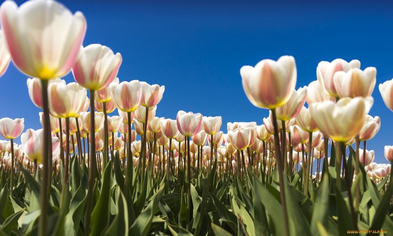 Tulips in a field
