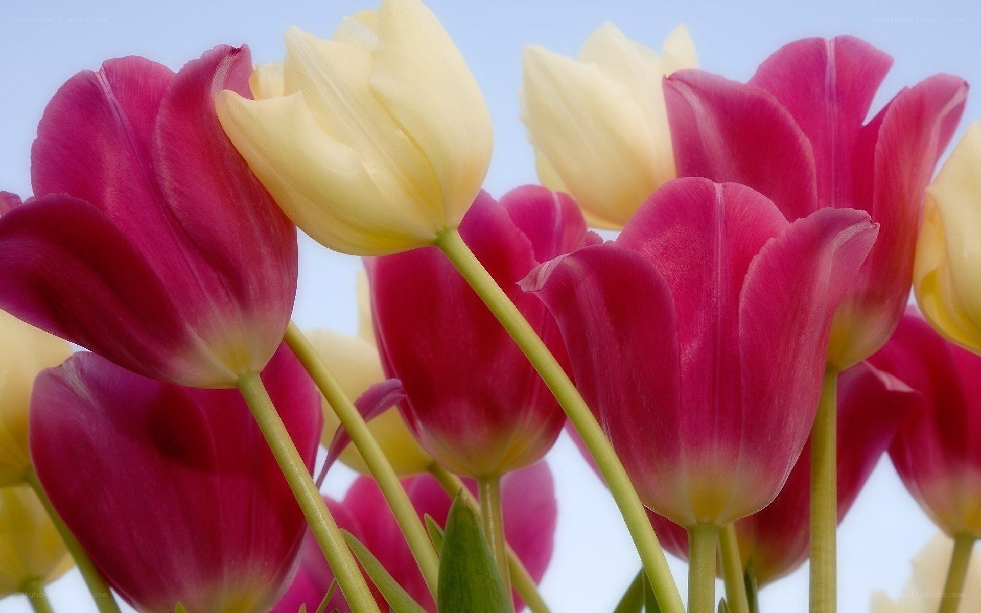 tulips in a field