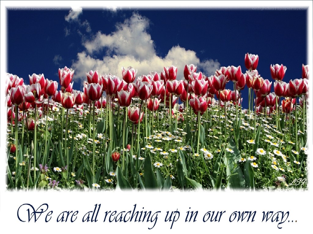 tulips in a field