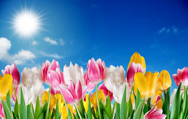 Tulips in a Field — Blue