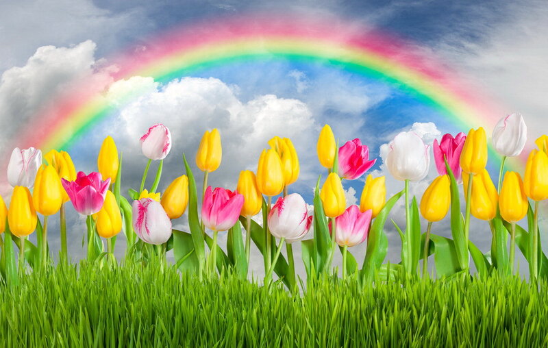 Tulips in a Field — Green, Serene