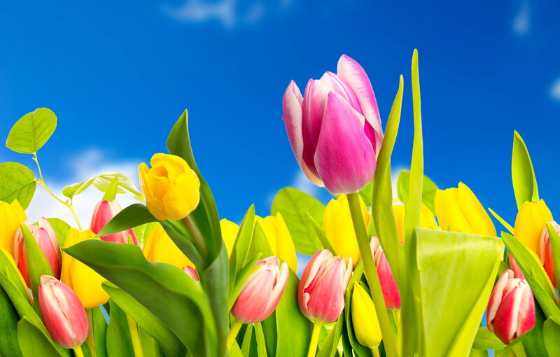 Tulips in a Field — Pink, Bright