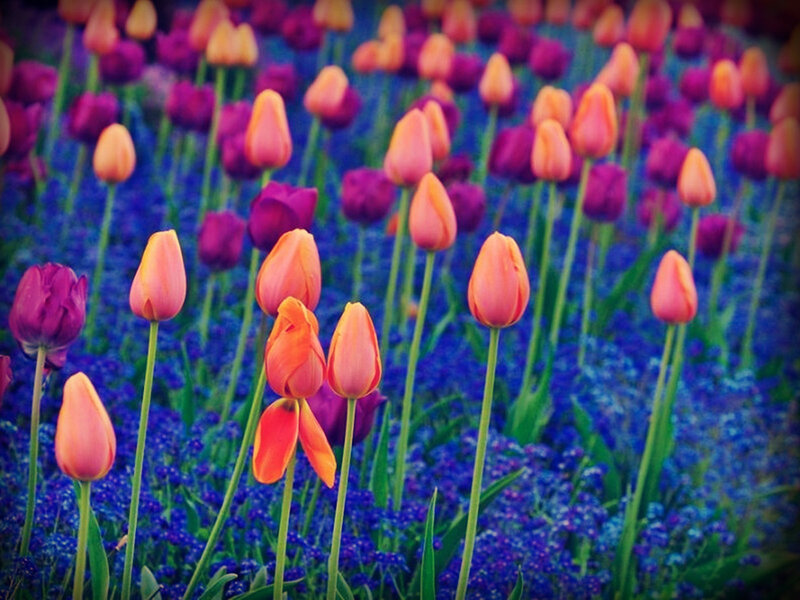 Tulips in a Field — Pink
