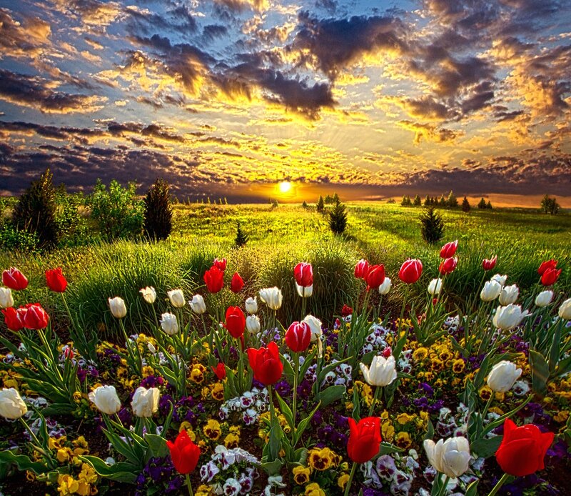 Tulips in a Field — Red, Dramatic