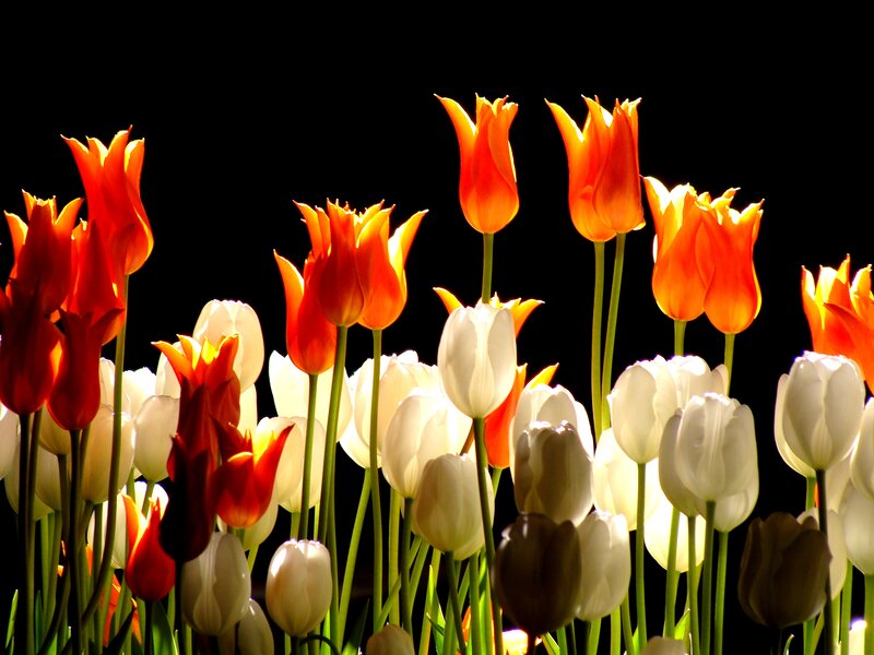 Tulips in a Field — White