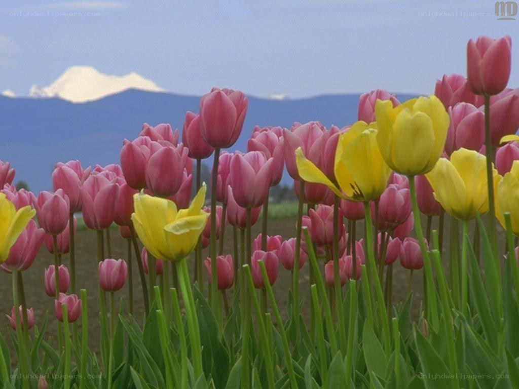 Tulips in a field with mountain