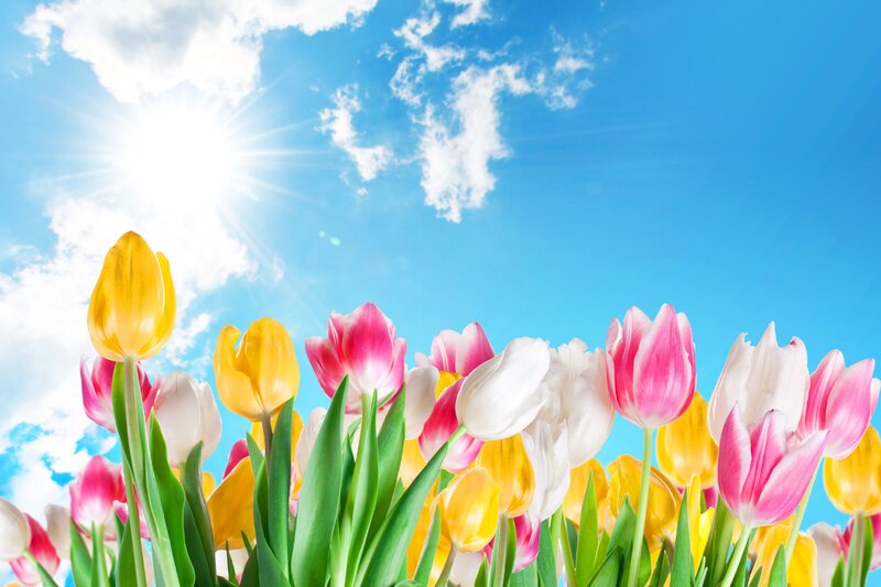 Tulips in a Field — Yellow, Bright, Afternoon