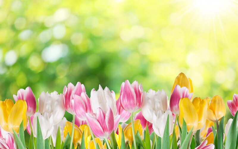 Tulips in a Field — Yellow, Bright