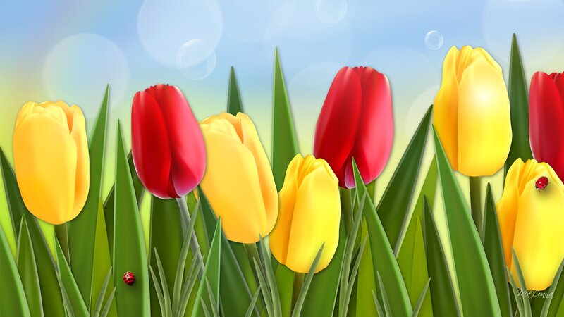Tulips in a Field — Yellow, Serene