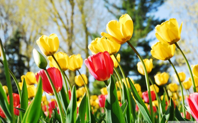 Tulips in a Field — Yellow