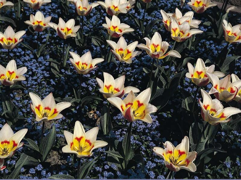 Tulips in a flower bed