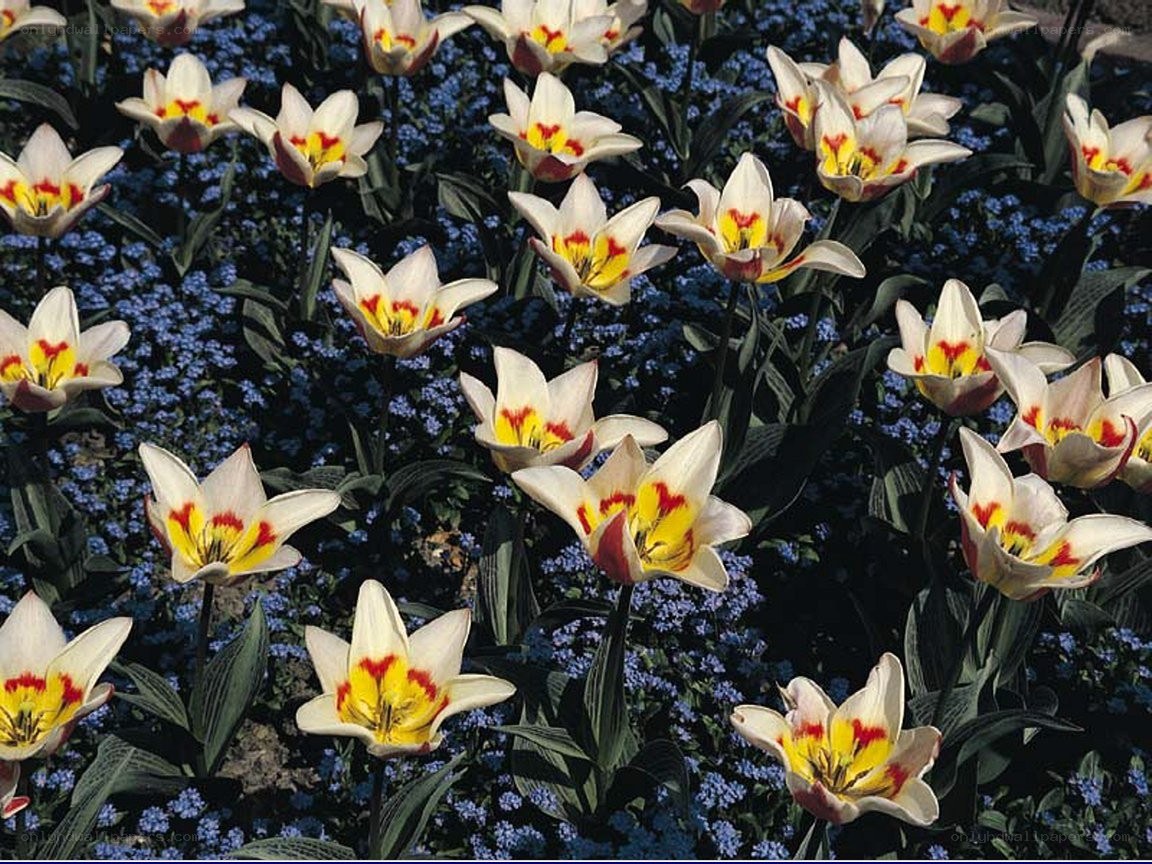 Tulips in a flower bed