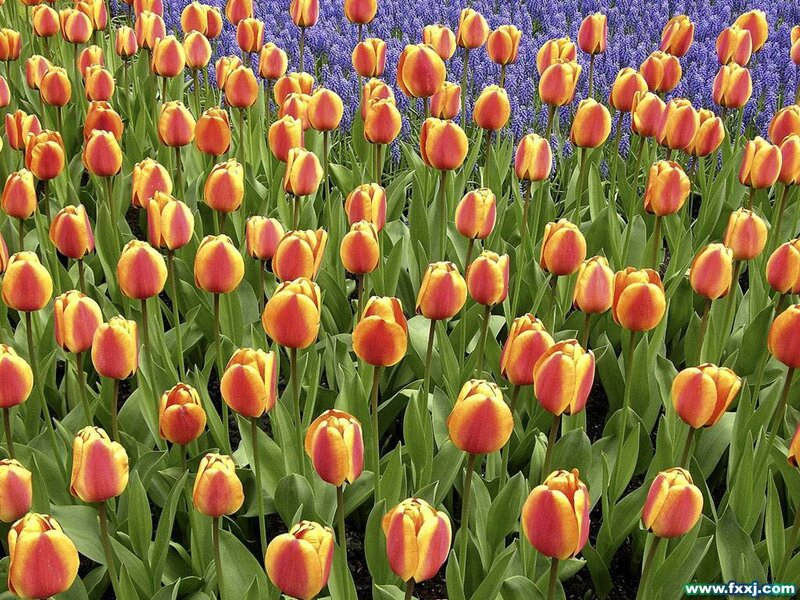 Tulips in a flower garden