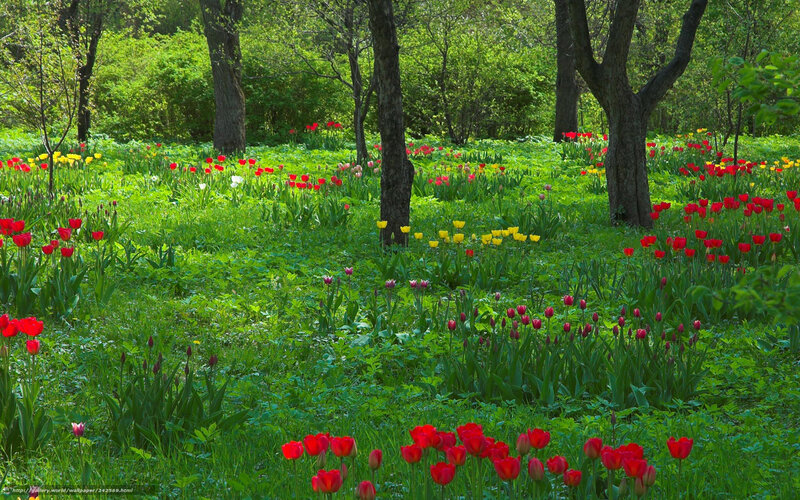 Tulips in a forest clearing