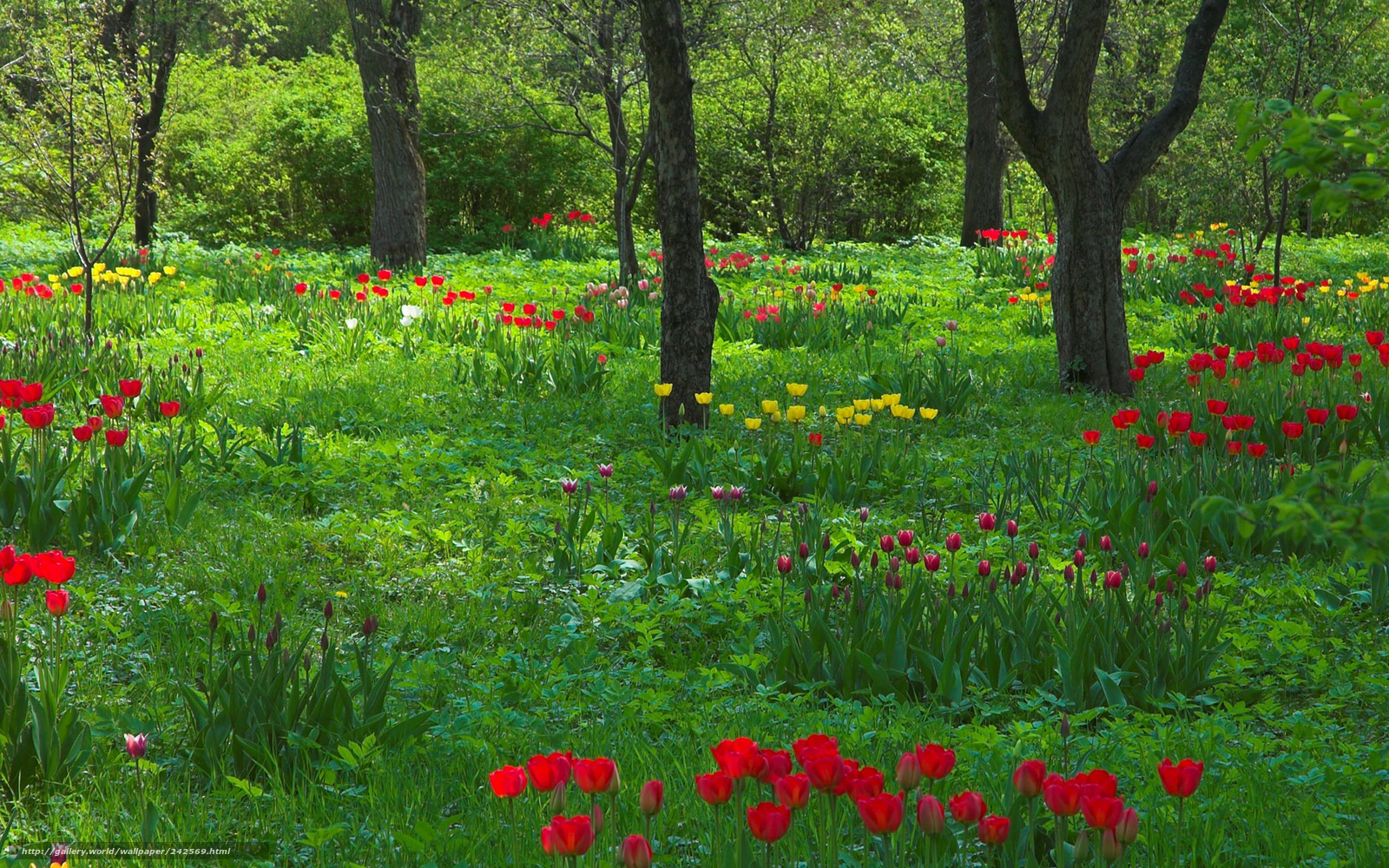 Tulips in a forest clearing