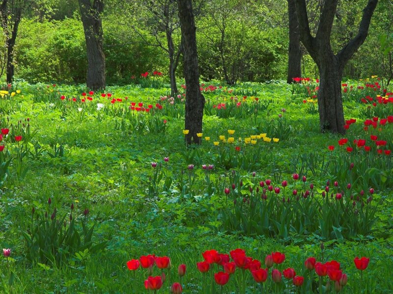 Tulips in a Forest — Green, Serene