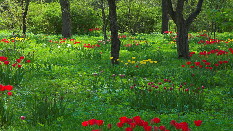 Tulips in a Forest — Green