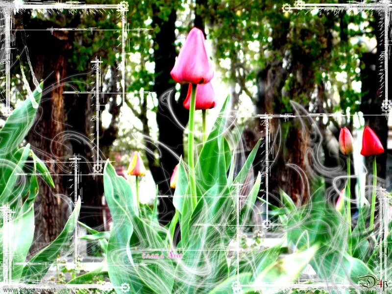 Tulips in a forest