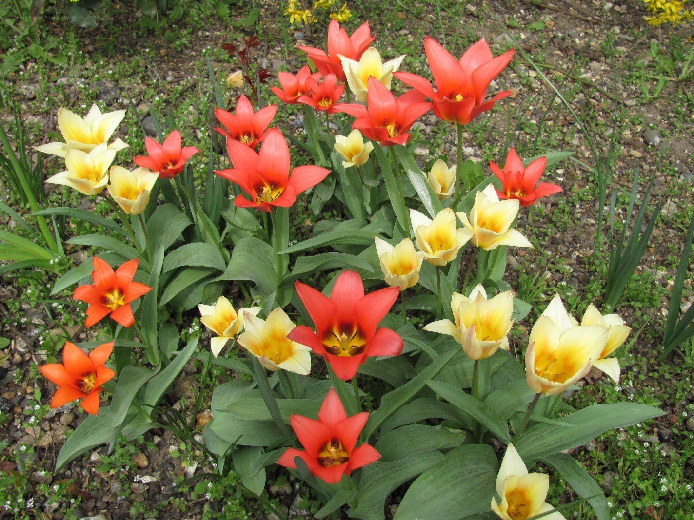 tulips in a garden