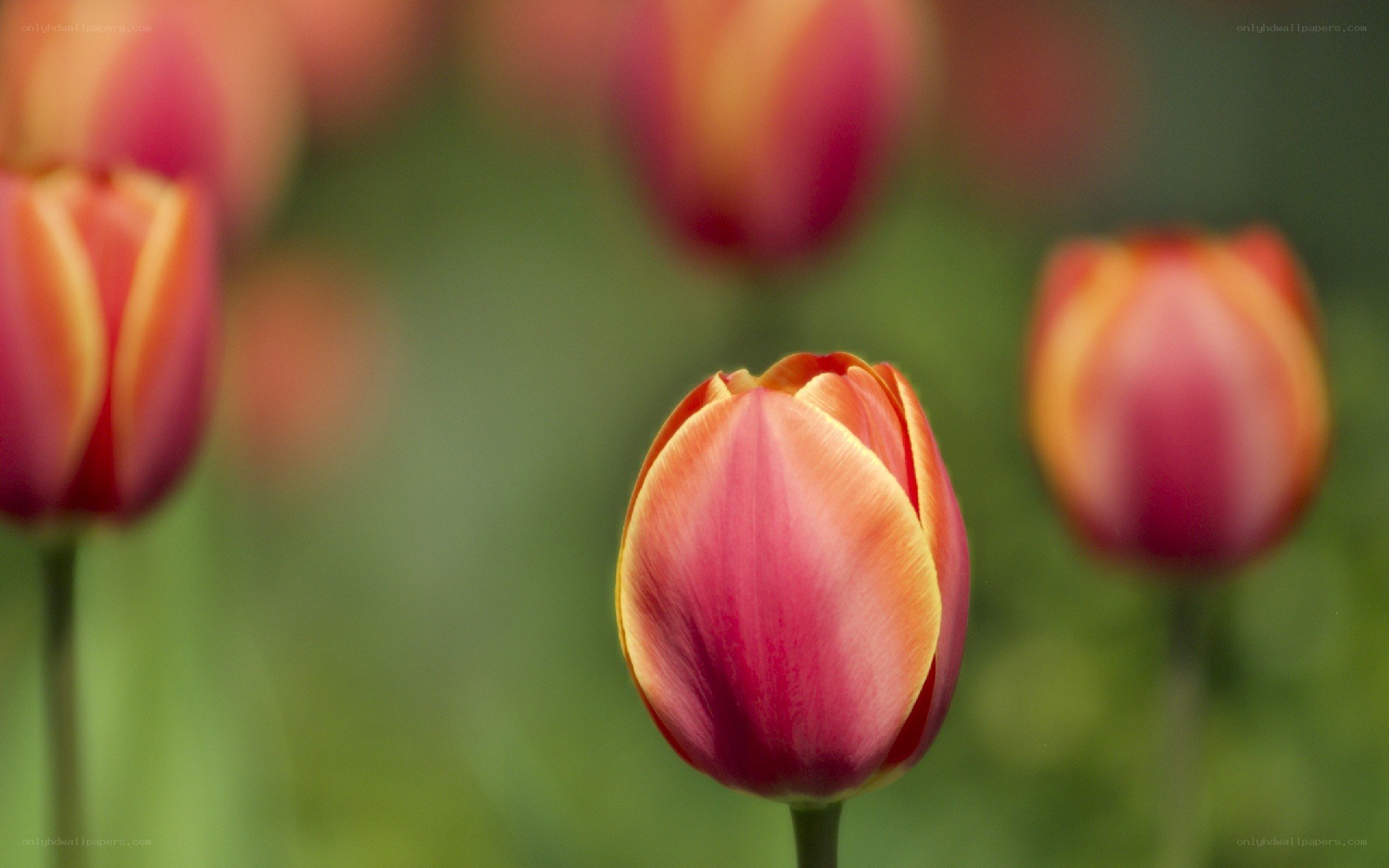 tulips in a garden