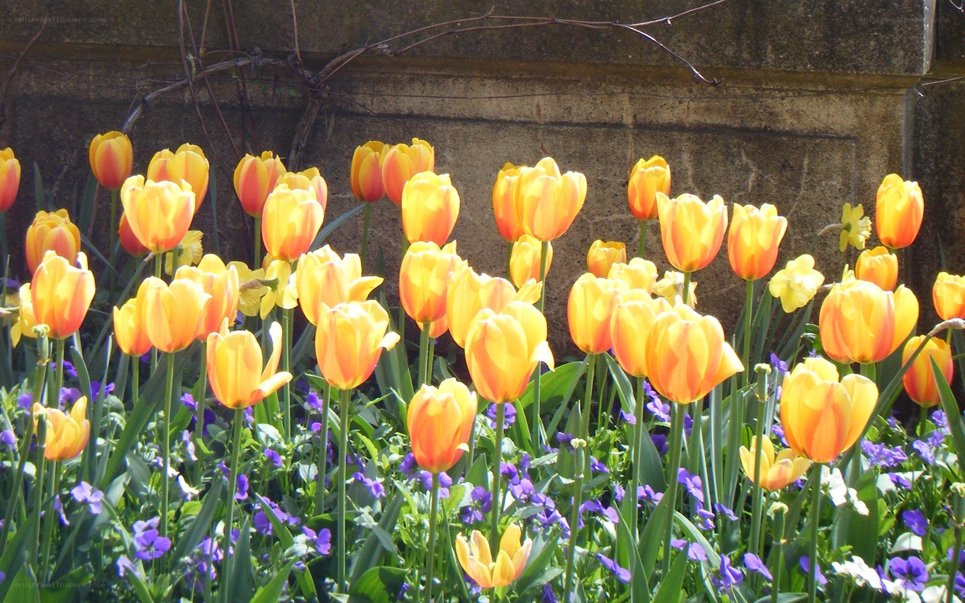 Tulips in a garden