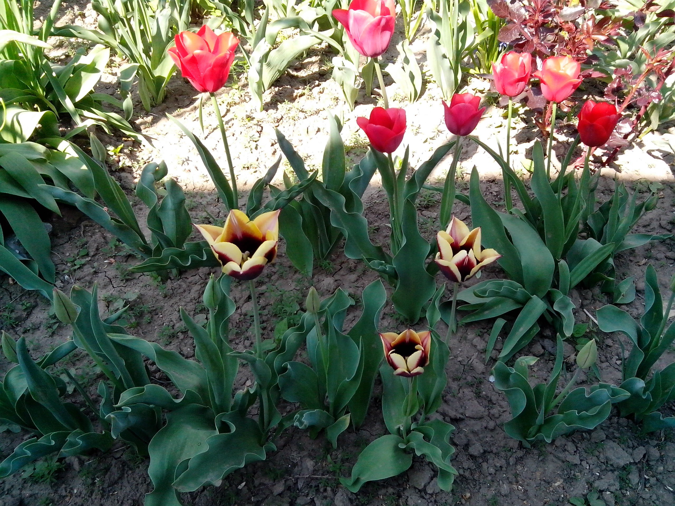 Tulips in a garden