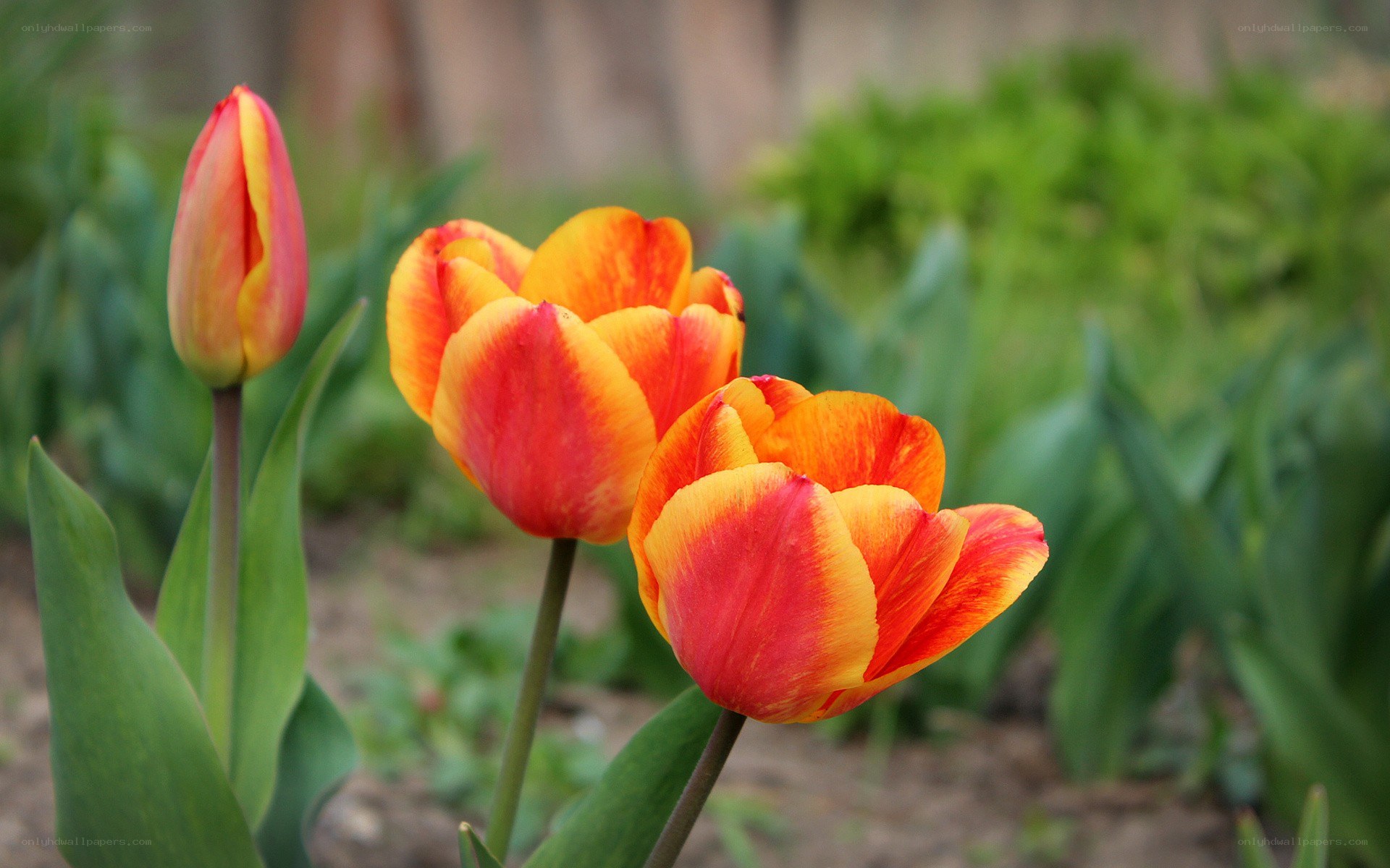 tulips in a garden