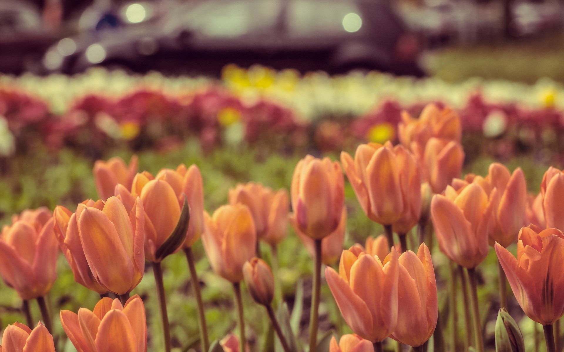 Tulips in a garden