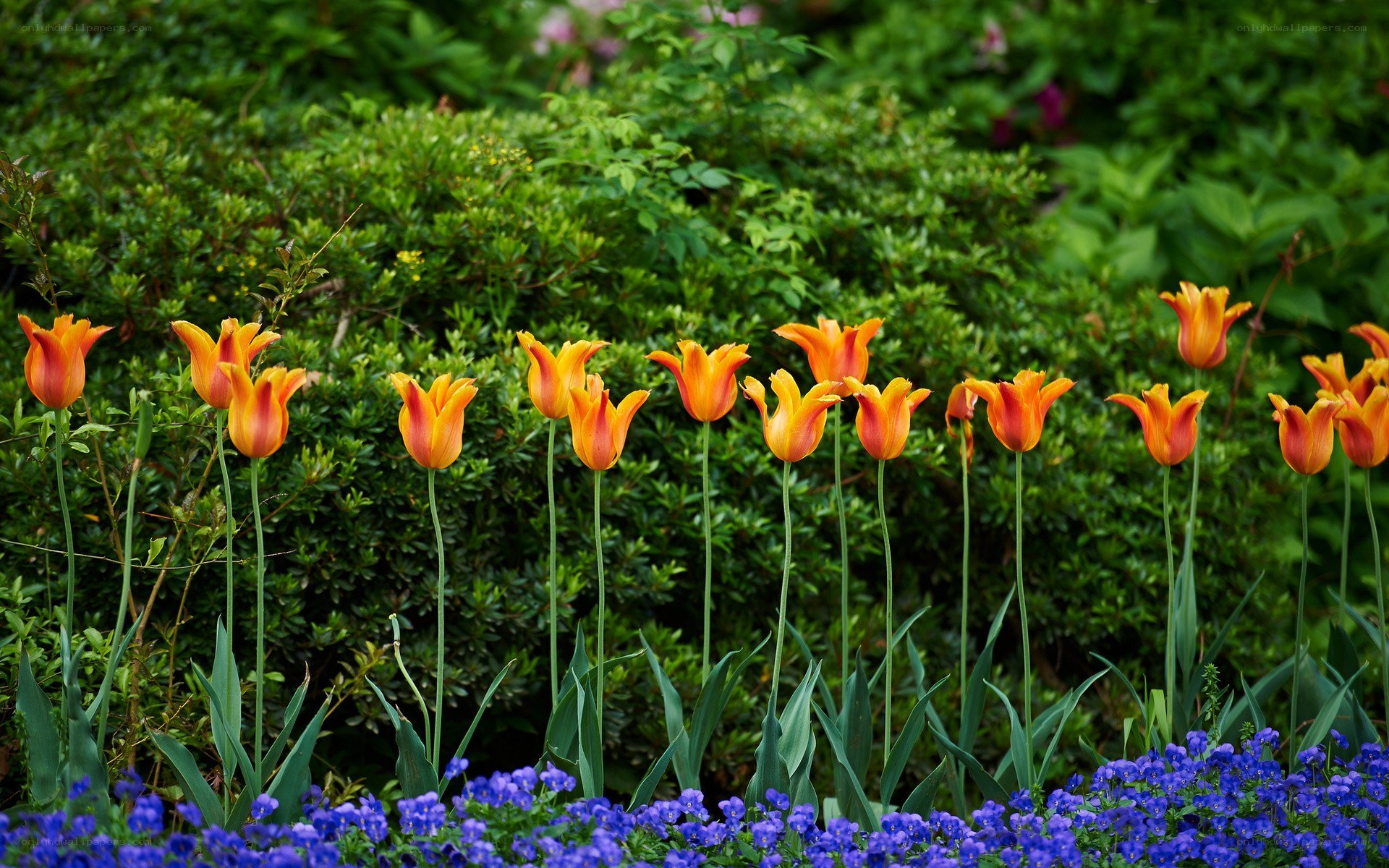 tulips in a garden