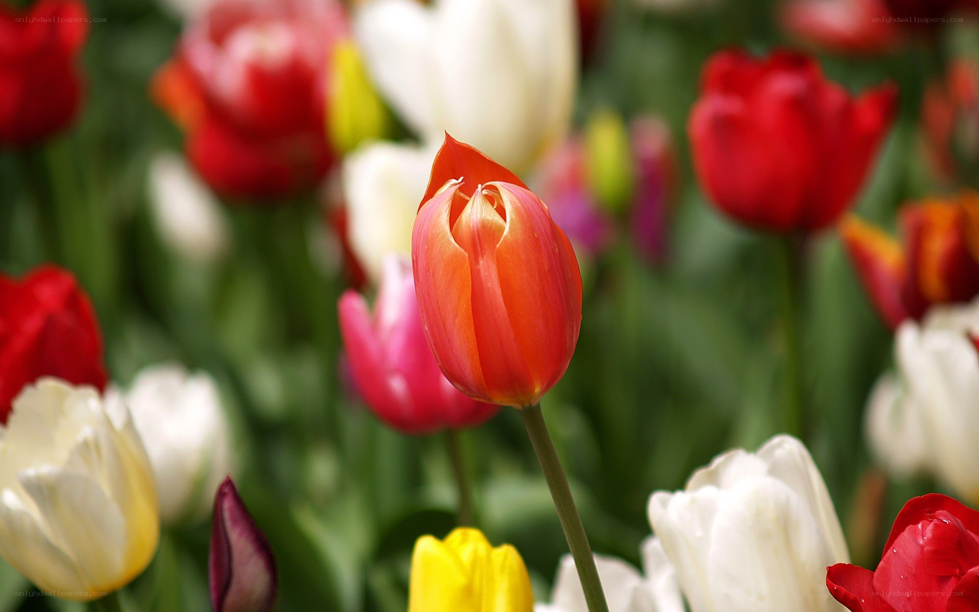 tulips in a garden