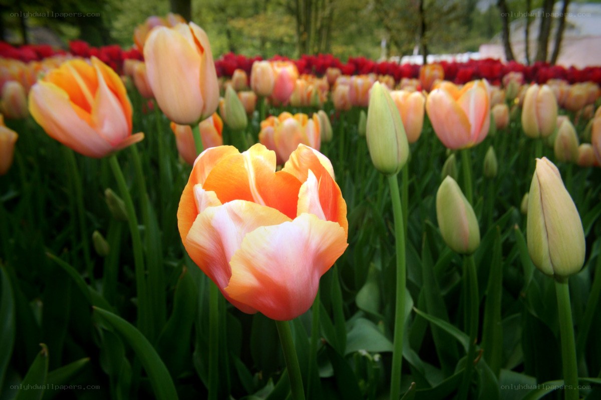 Tulips in a garden