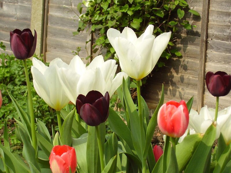 tulips in a garden