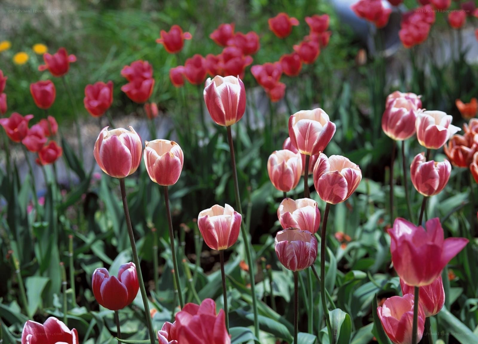 Tulips in a garden
