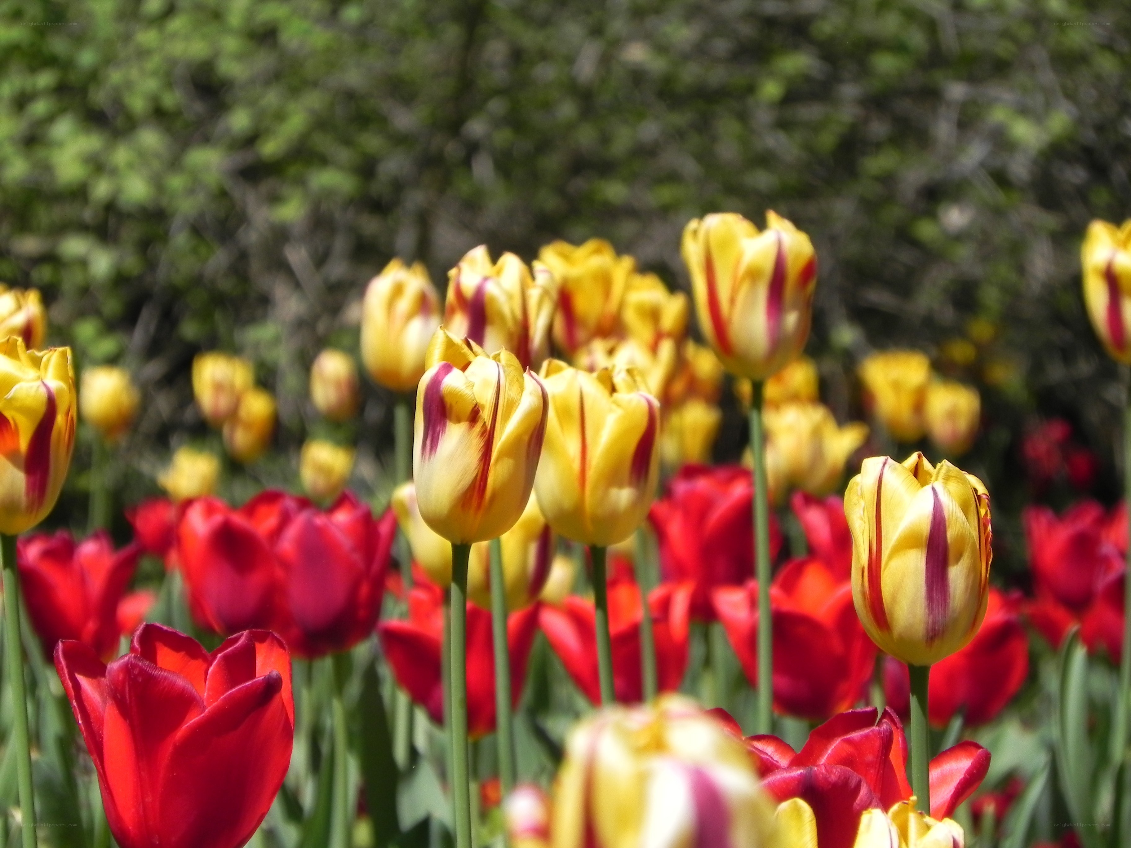 Tulips in a garden