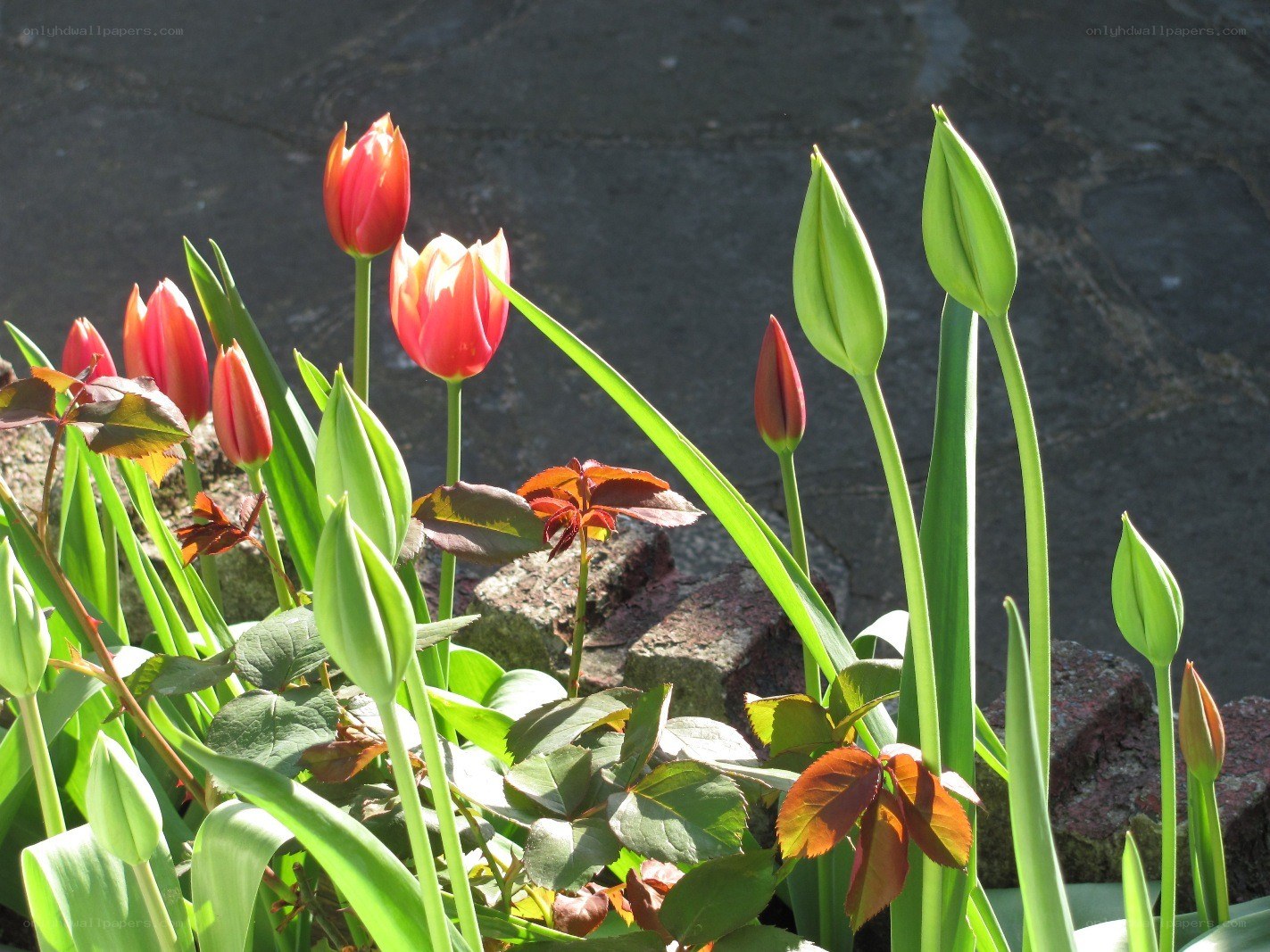 Tulips in a garden