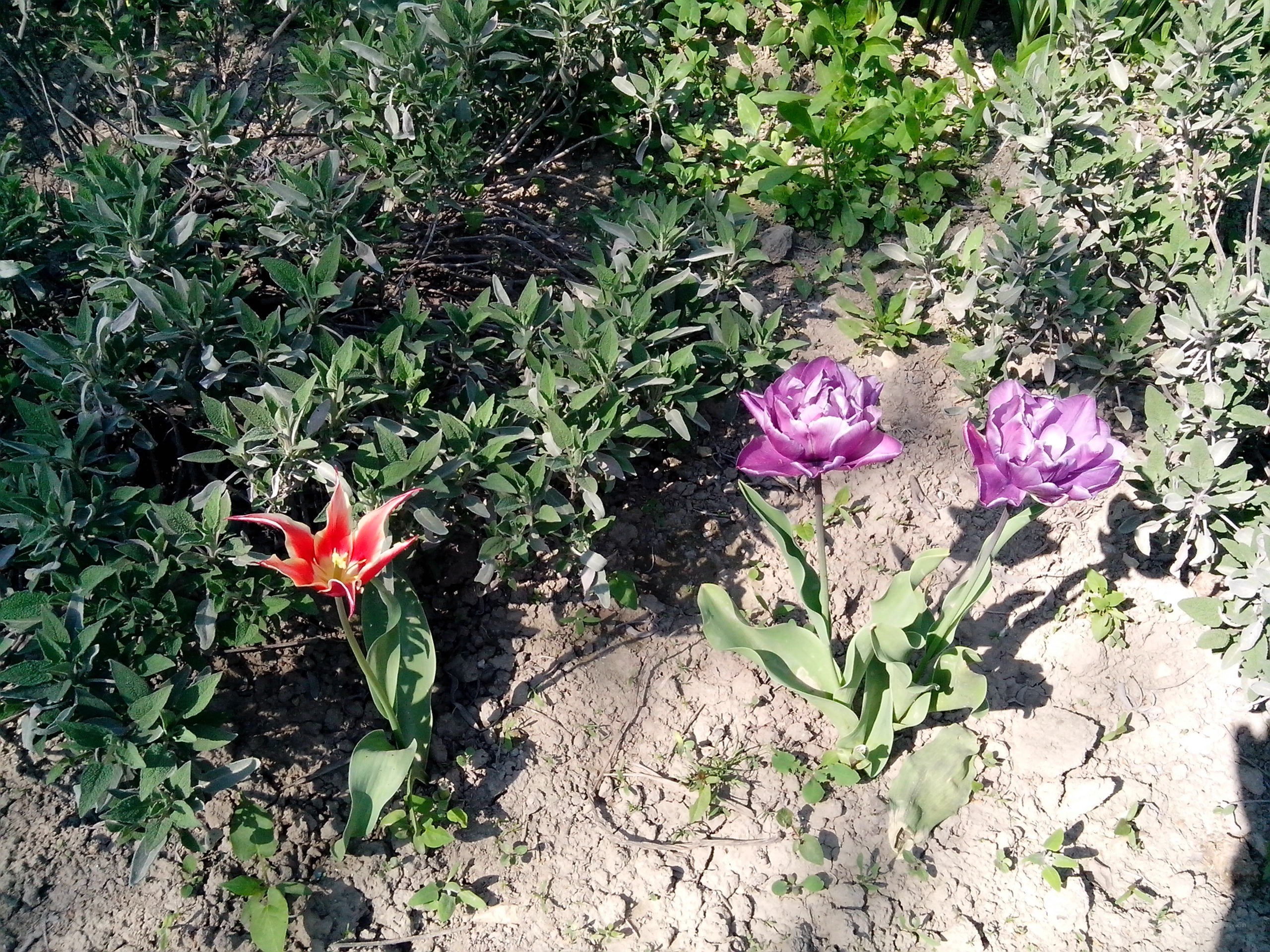 Tulips in a garden bed