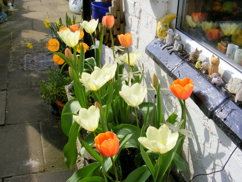 Tulips in a garden bed