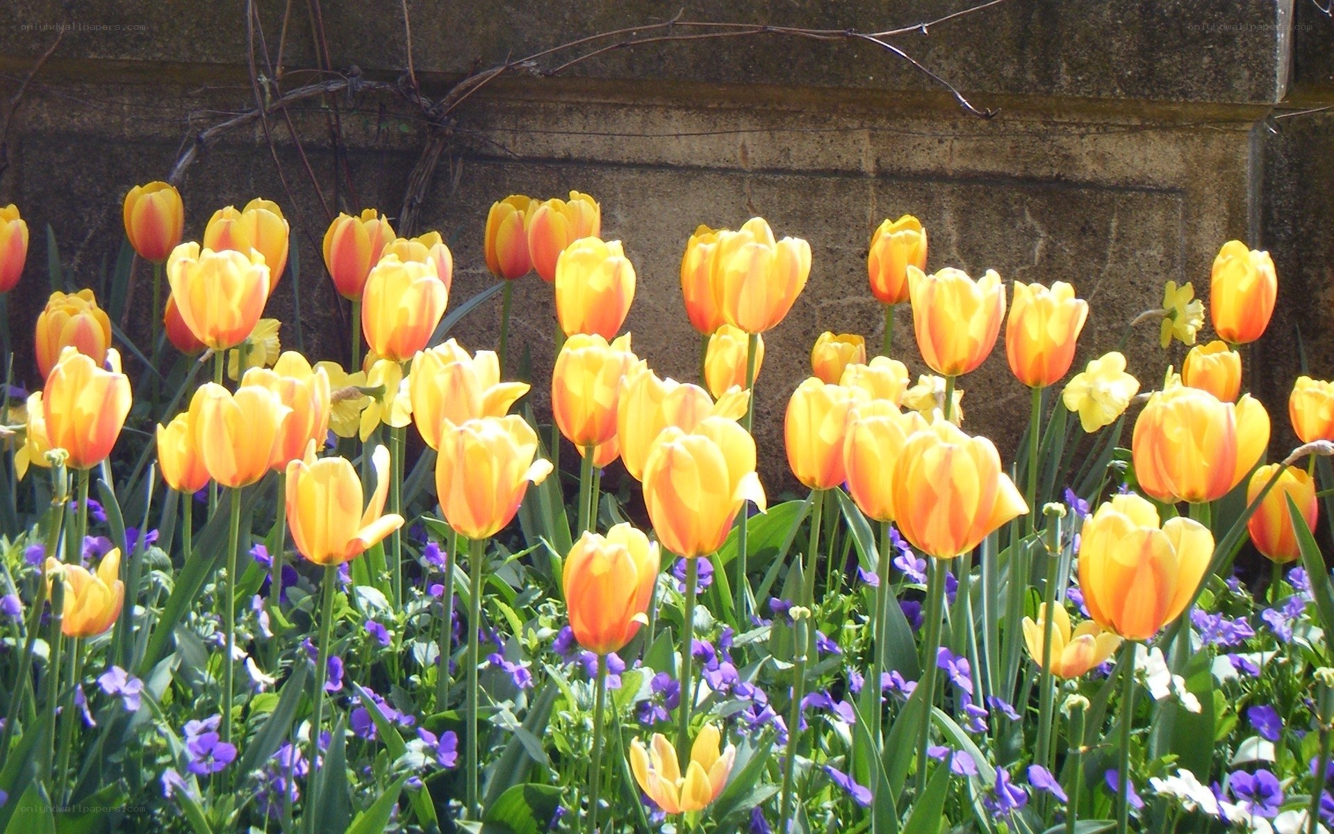 Tulips in a garden bed