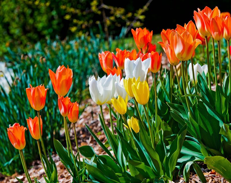 Tulips in a Garden — Orange, Bright