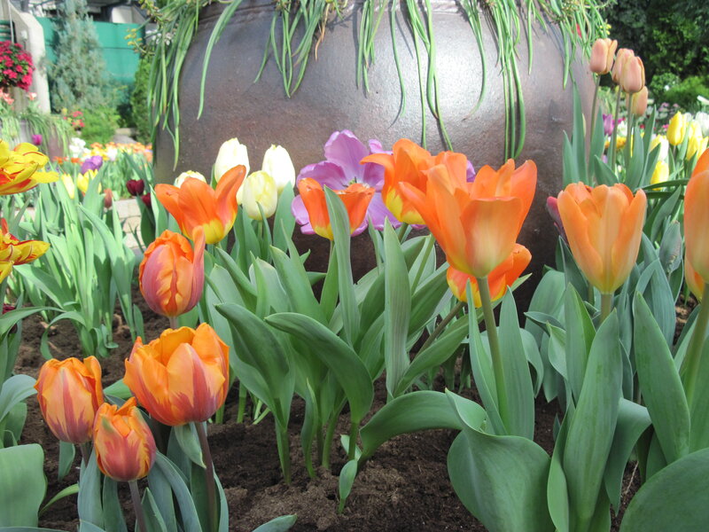 Tulips in a Garden — Orange, Calm