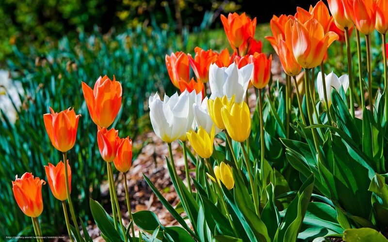 Tulips in a Garden — Orange, Serene