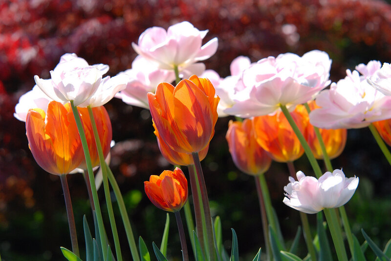 Tulips in a Garden — Orange