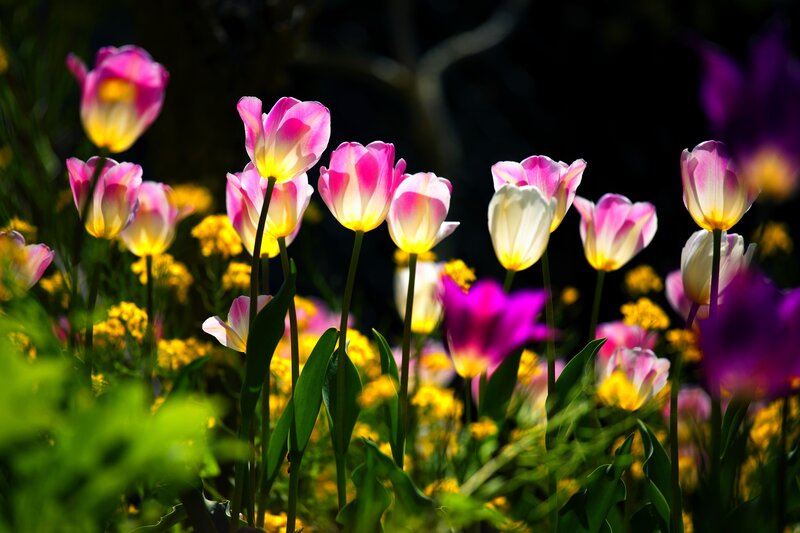 Tulips in a Garden — Pink, Dramatic