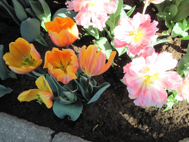 Tulips in a Garden — Pink, Serene, Afternoon