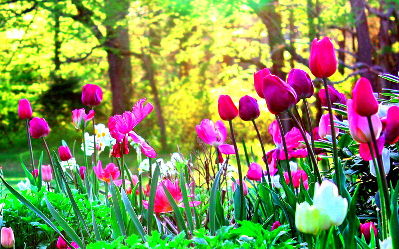 Tulips in a Garden — Pink, Serene, Spring, Photograph, Flowers